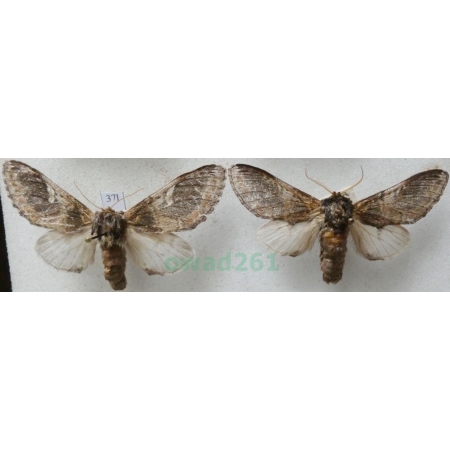 Peridea anceps (Goeze, 1781) pair Garbatka zaczepka Czech37l